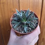 Agáve kráľovská (Agave victoriae-reginae) – výška 5 cm, Ø 10 cm, kont. P11
